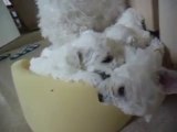 bichon frise puppies