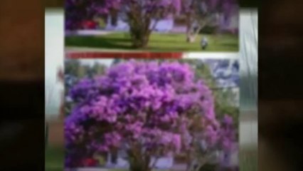 Large Trees For Sale