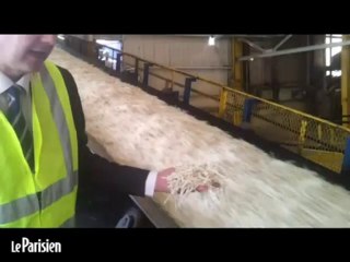 Au coeur de la dernière sucrerie de l'Oise