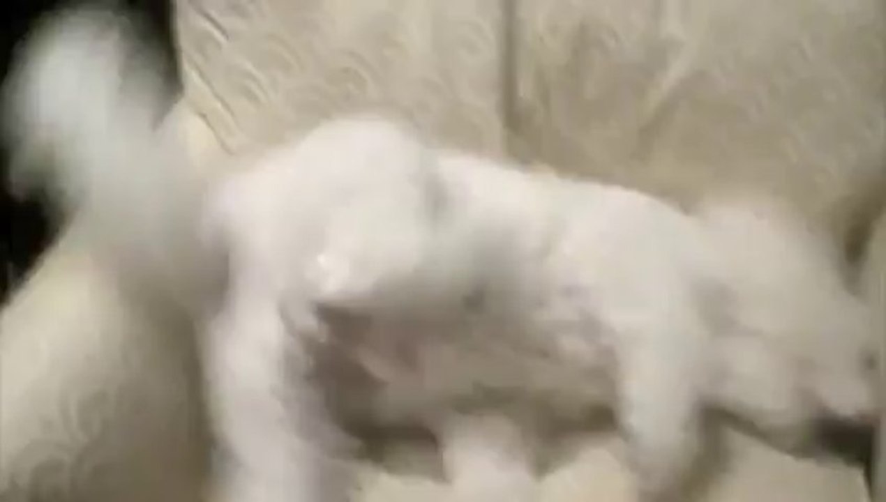 Bichon frise makes chair perfect for sleeping