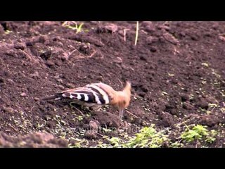 Hoopoe watching in Ziro, Arunachal