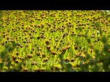 Through the garden of flowers: At Ziro Festival Location