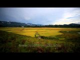 Awe-inspiring colours on paddy fields in a typical Ziro morning