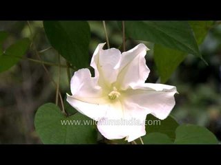 Opening of the moon flower - a time-lapse