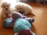 Tired Bichon Frise puppies at 6 weeks old