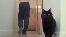 The funniest cat reaction ever!! What..? A Balloon??