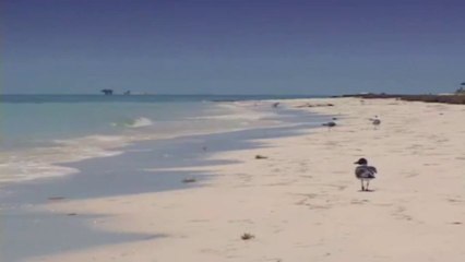 fon muzik keman TAKSIMI 2011