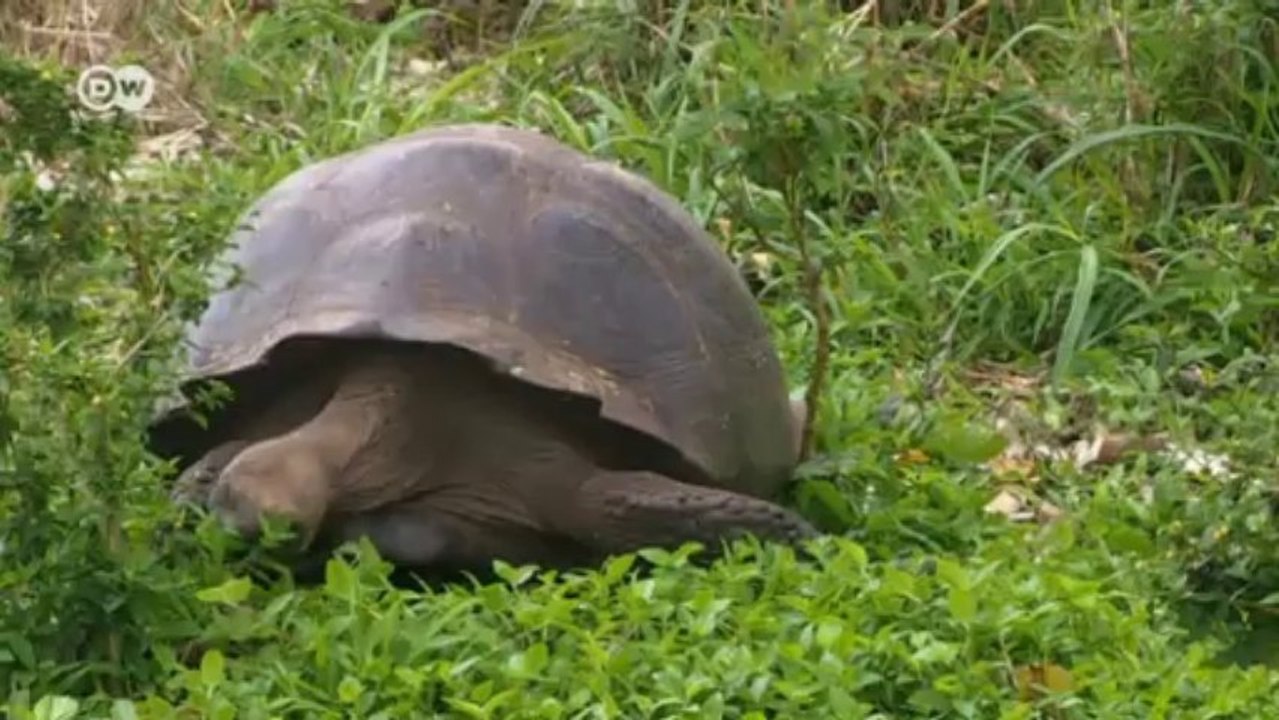 Klimawandel bedroht naturparadies galapagos | global 3000