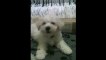 Bichon Frise Puppy Home for first Week (9 Weeks Old), barks back when I bark!