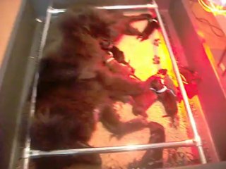 8 octobre 2013 : chiots âgés de 12 heures