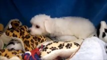 Male Bichon Frise Puppy