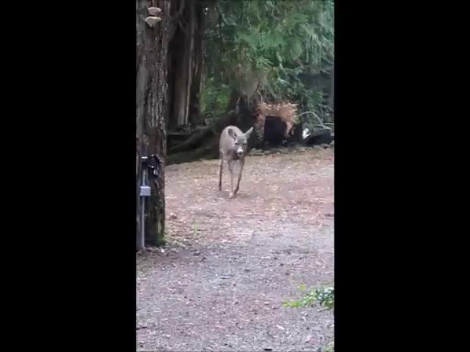 Un regard de biche