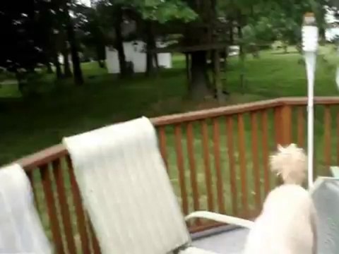 Cute Dog: Miniture Poodle Grooming and Bichon Frise