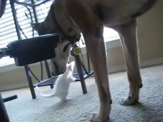 Old Dog meets Kitten for the First Time