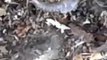 silverfish control extermination by exterminators