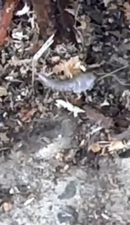 silverfish control extermination by exterminators