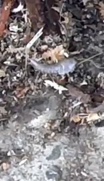 silverfish control extermination by exterminators