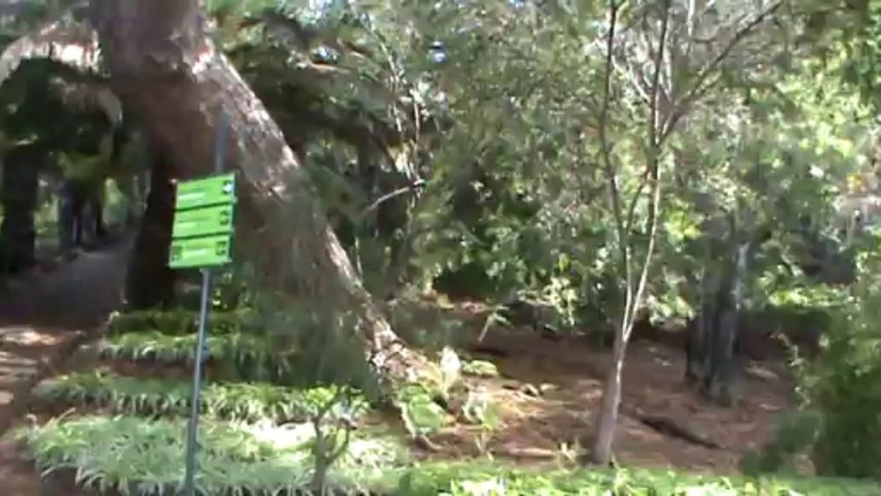 Madeira Jardim Botanico da Madeira Botanischer Garten (2)