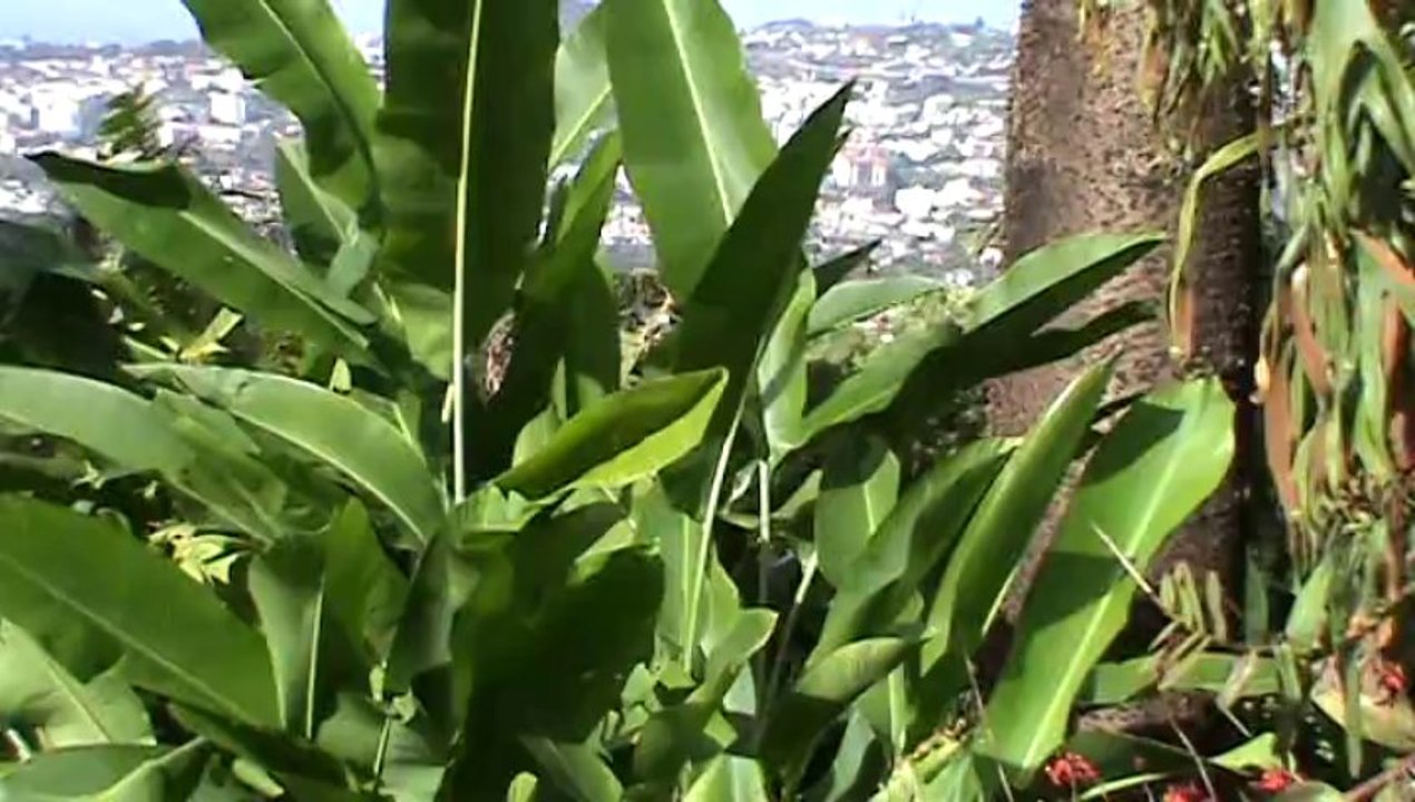 Madeira Jardim Botanico da Madeira Botanischer Garten (3)