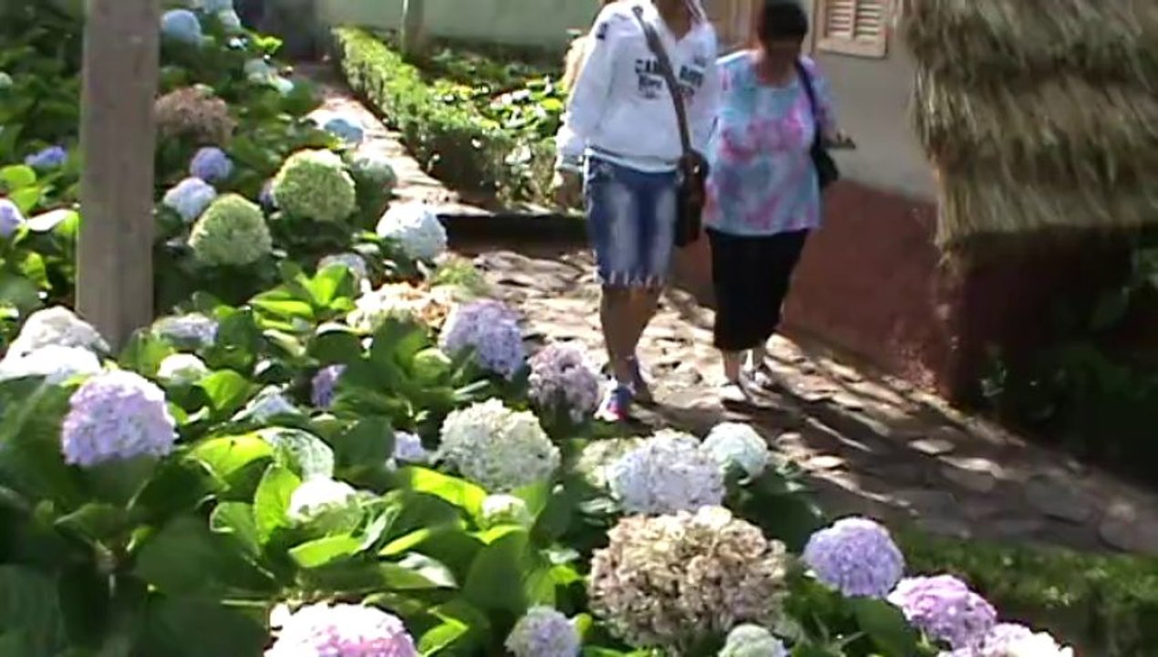 Madeira Jardim Botanico da Madeira Botanischer Garten (7)