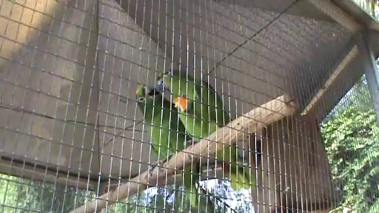 Madeira Jardim Botanico Papageien Park (1)