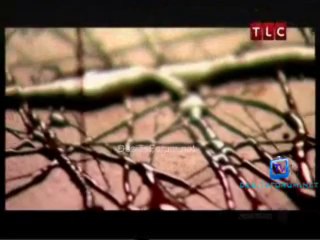 Nigella Feasts October 2013 2013 Video Watch Online