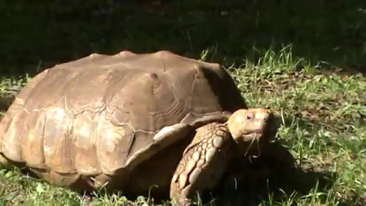 Madeira Jardim Botanico Papageien Park (2)