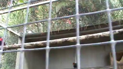 Madeira Jardim Botanico Papageien Park (3)