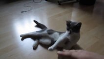 Clickertraining mit Katze: Kitten lernt Platz