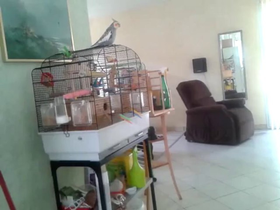 Caly, ma calopsitte eam et ses vocalises