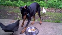 Brave Chickens Steal Doberman's Food