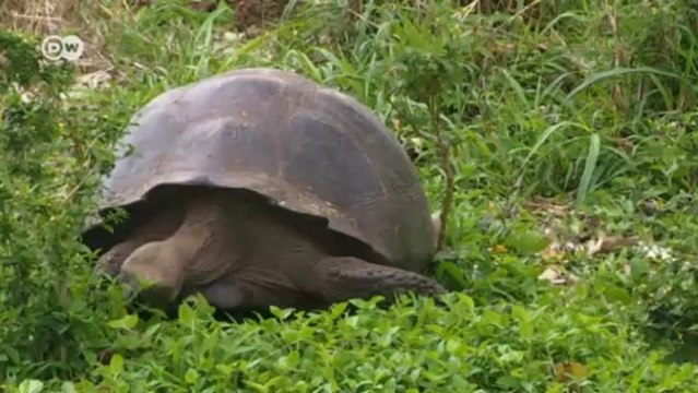 Ecuador: el cambio climático amenaza el paraíso natural de Islas Galápagos | Global 3000