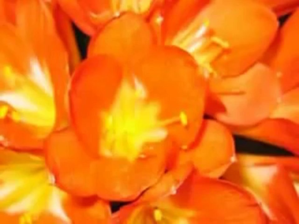 Hooponopono.flv