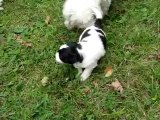 Bichon Frise - Papillion mix breed puppies playing outside