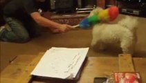 Louis the crazy bichon frise being chased by feather duster! funny dog animal