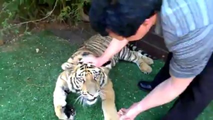 Il retire une dent de lait à un Tigre!!! LE FOU!!!