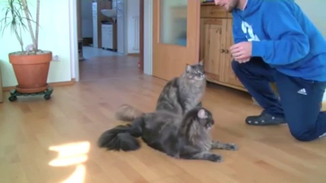 Maine Coon Clickertraining