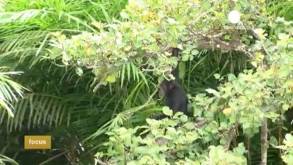 Ecotourism flourishes in Gambia, a small jewel in west...