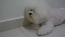 Dogs - Bichon Frise Tired after Grooming