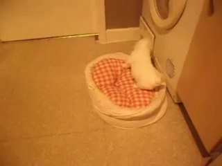 bichon frise puppies