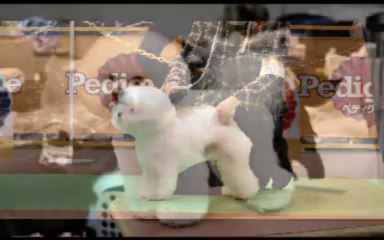 FCI Kanagawa international dog show bichon frise review 2/10/2013 (Sunday)