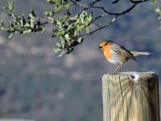 - Del "pío-pío" al "pib-pib", turismo ornitológico en Red Natura 2000. Fotomontaje