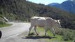 Le Col d'Aspin - Hautes Pyrénées