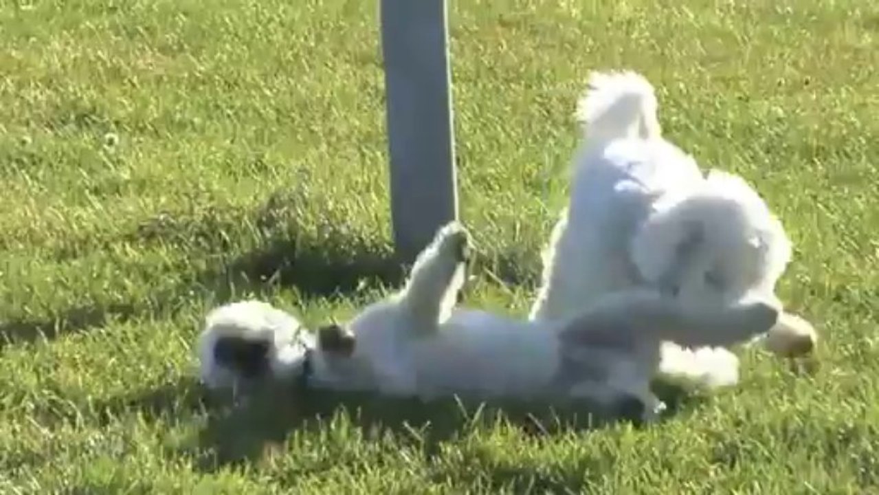 Bichon Frise Puppy & Dog Routine Morning Walk, Part 2