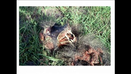 Robert Sapolsky, Ph.D.