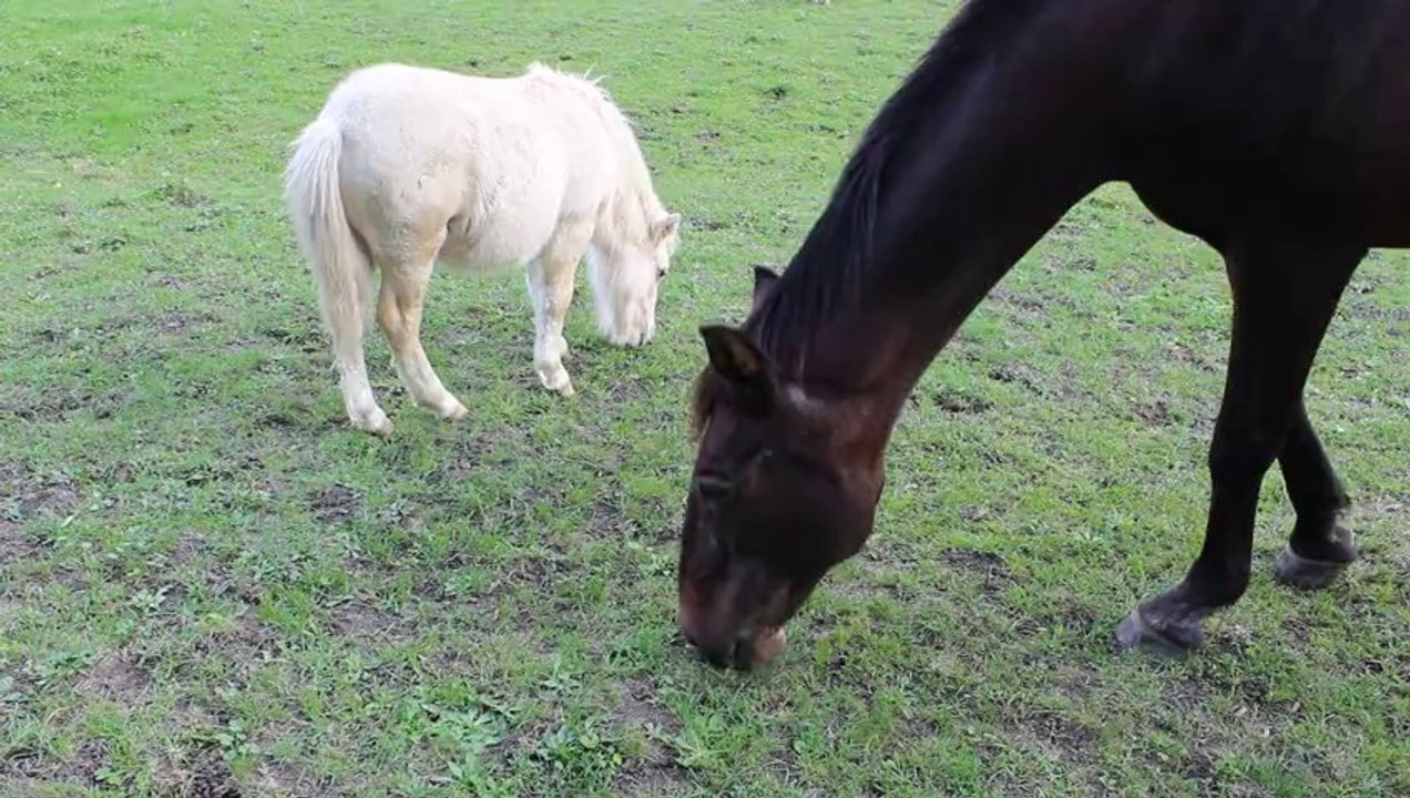 2013 10 08 - Duff et Dauphin