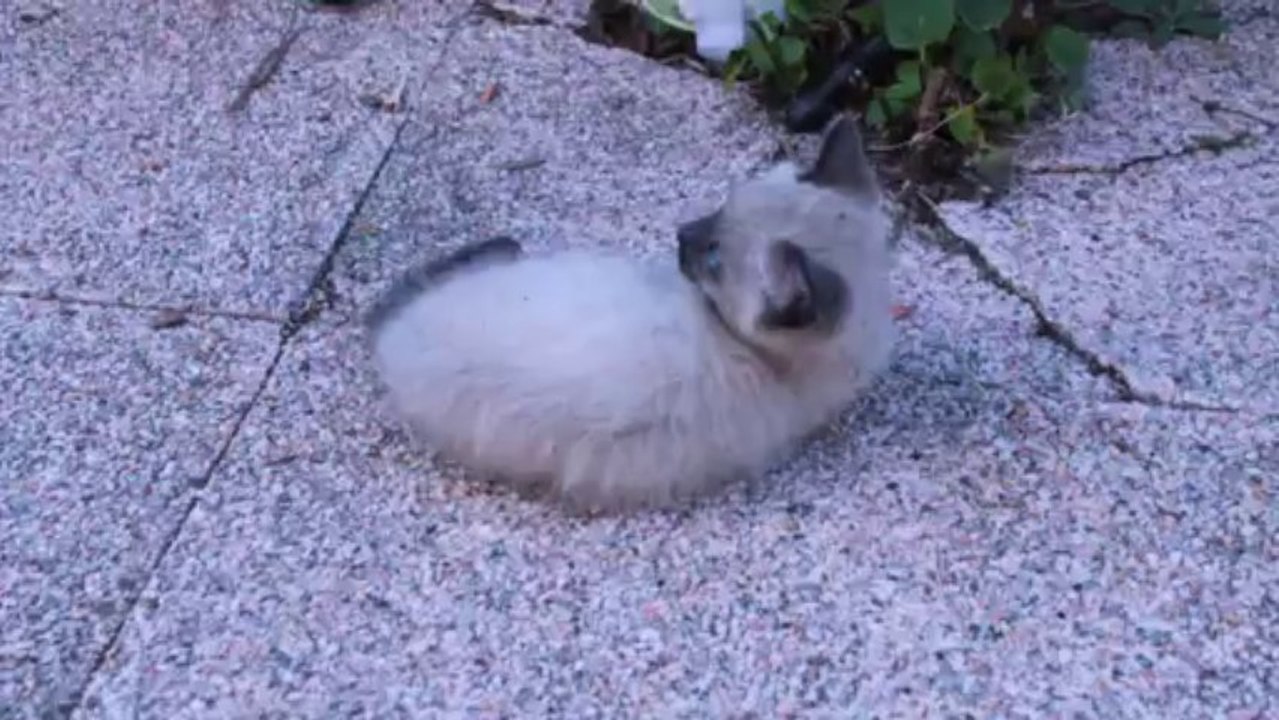 LILY cute KITTEN PLAYING