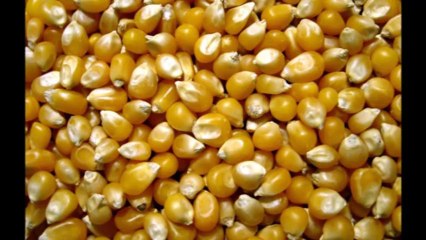 Rough Cut Film Review Mud