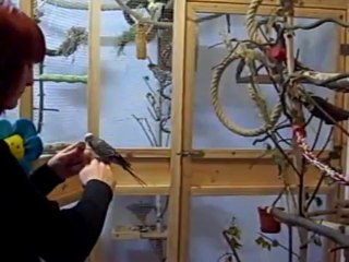 Mit Wellensittich Rocky Clickern (Clickertraining with my budgie Rocky)
