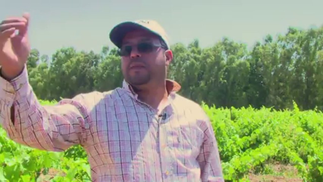 Verkauf illegal - aber der Weinbau in Marokko boomt